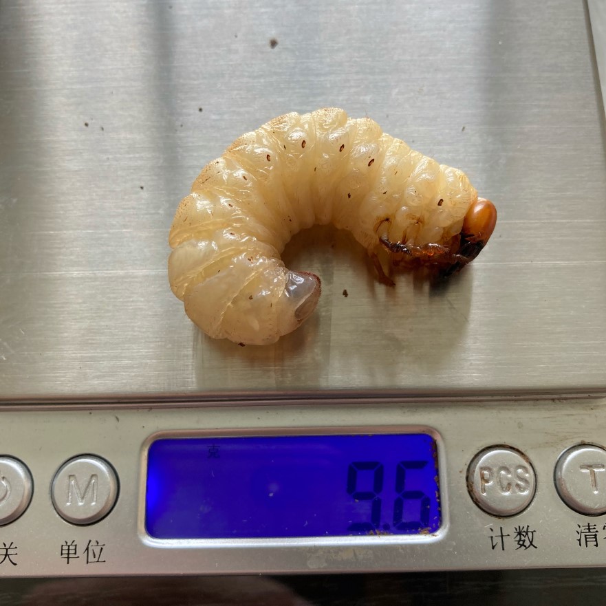 «ö¦¹¦b·sµøµ¡ÂsÄý¹Ï¤ù