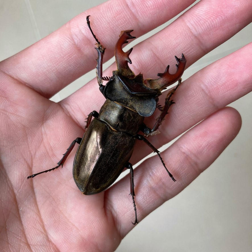 «ö¦¹¦b·sµøµ¡ÂsÄý¹Ï¤ù