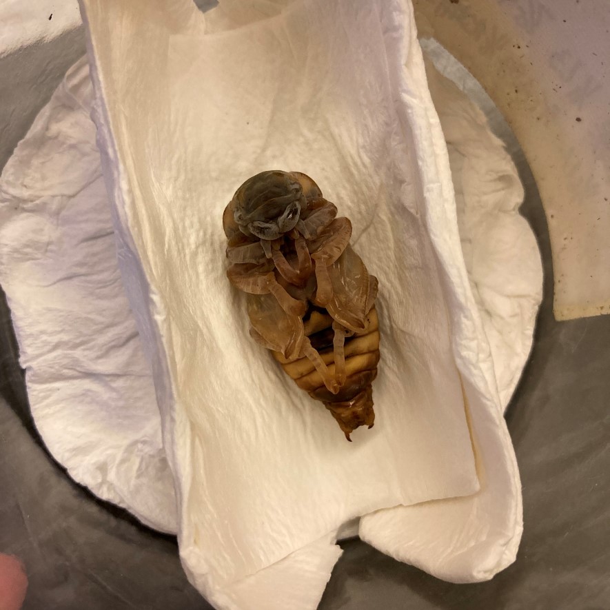 «ö¦¹¦b·sµøµ¡ÂsÄý¹Ï¤ù