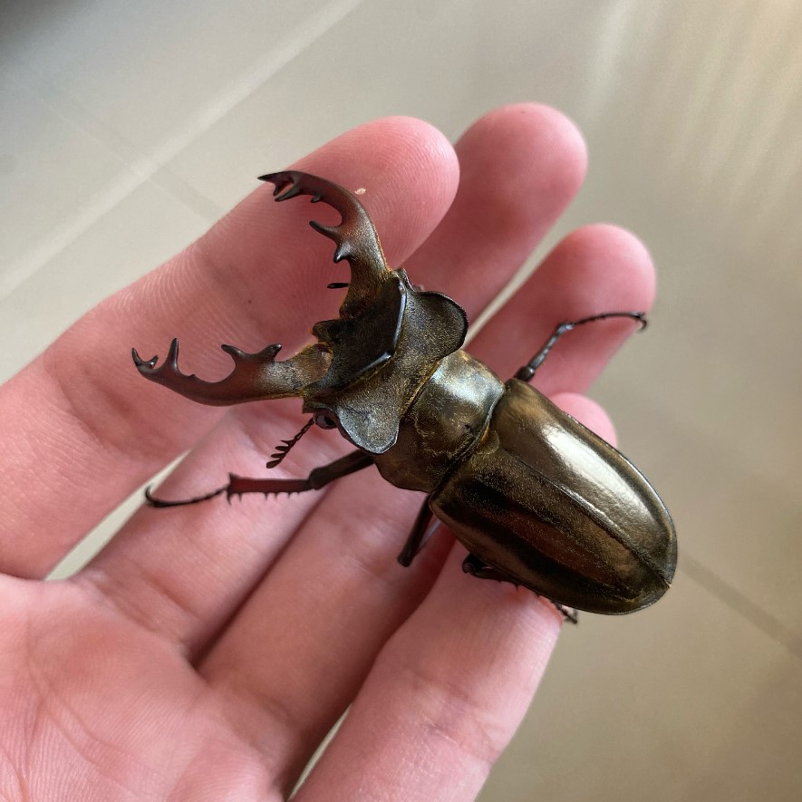 «ö¦¹¦b·sµøµ¡ÂsÄý¹Ï¤ù