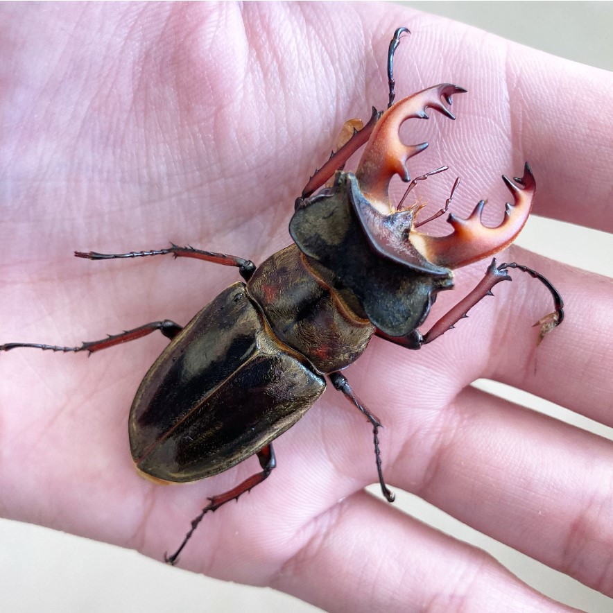 «ö¦¹¦b·sµøµ¡ÂsÄý¹Ï¤ù