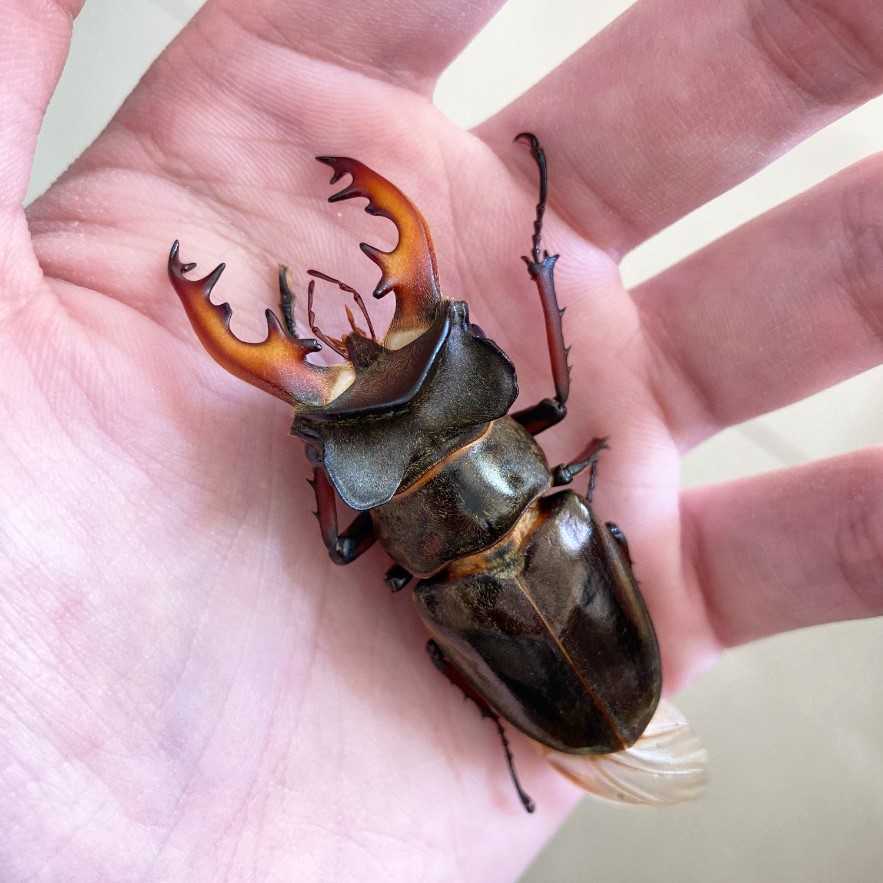 «ö¦¹¦b·sµøµ¡ÂsÄý¹Ï¤ù