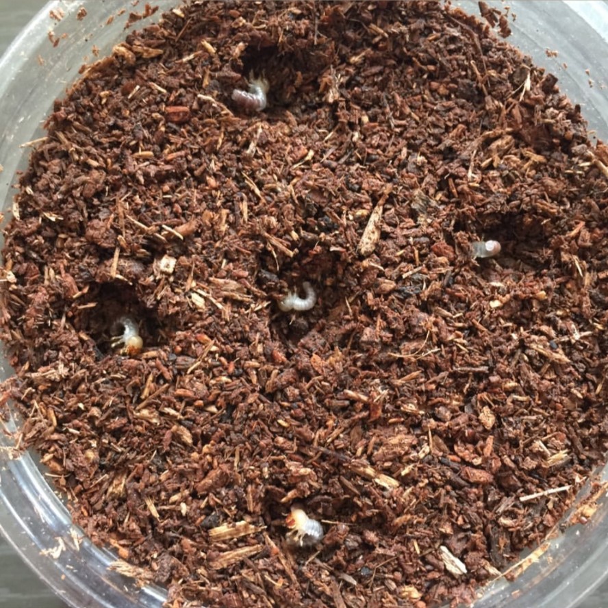 «ö¦¹¦b·sµøµ¡ÂsÄý¹Ï¤ù