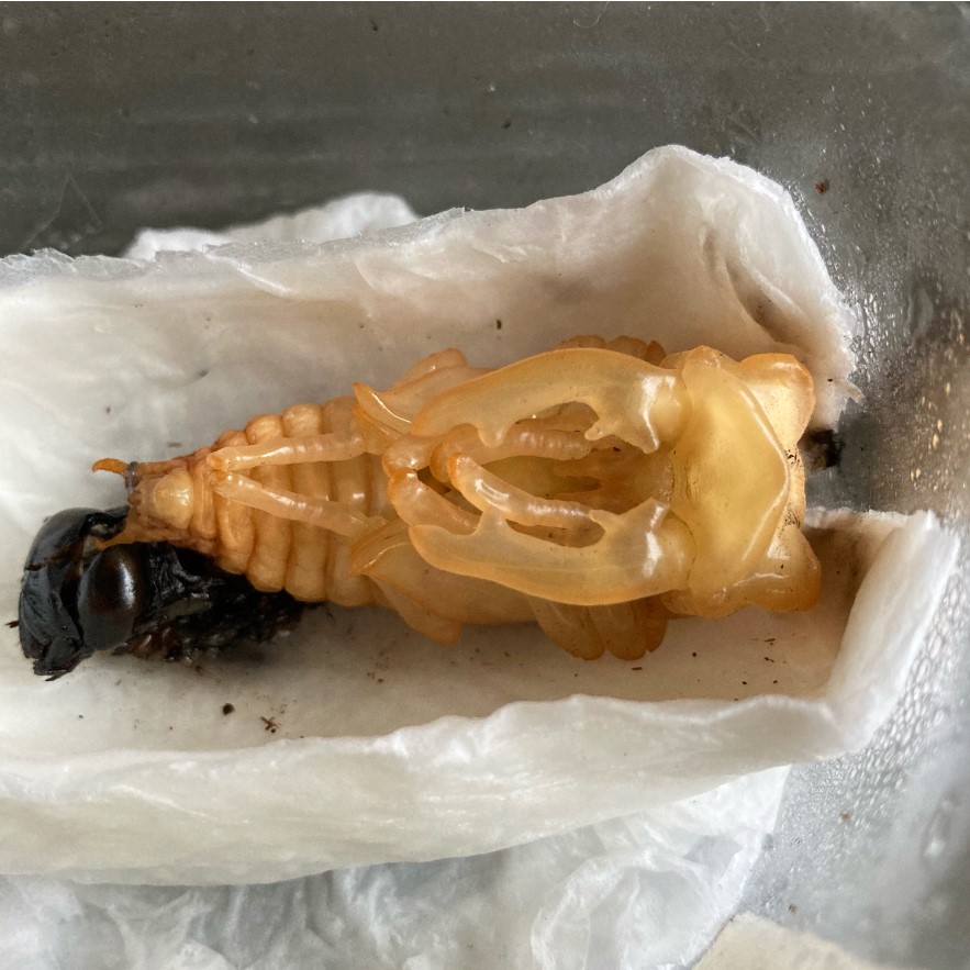 «ö¦¹¦b·sµøµ¡ÂsÄý¹Ï¤ù