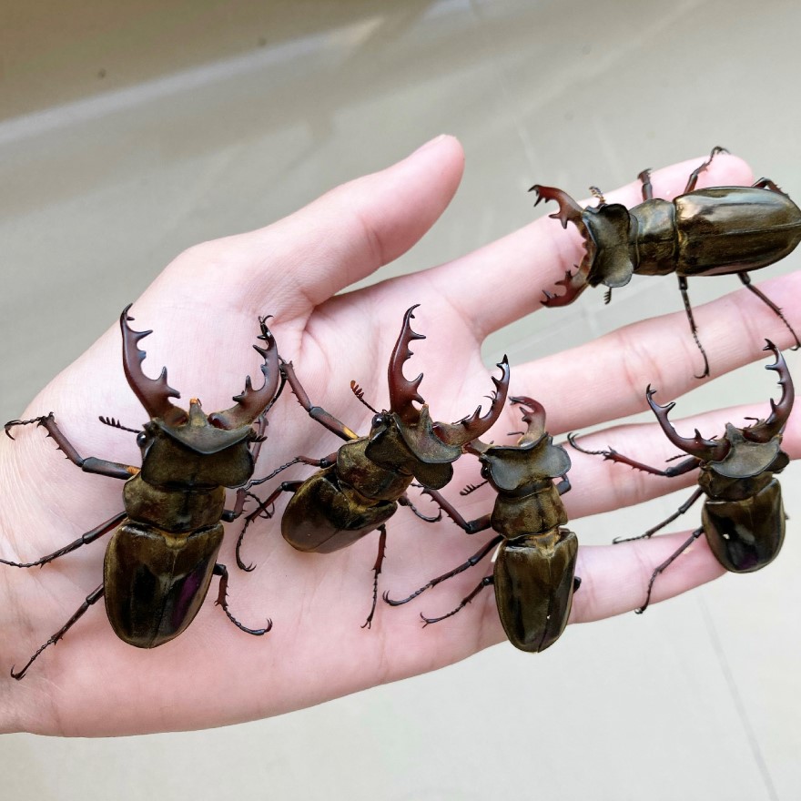 «ö¦¹¦b·sµøµ¡ÂsÄý¹Ï¤ù