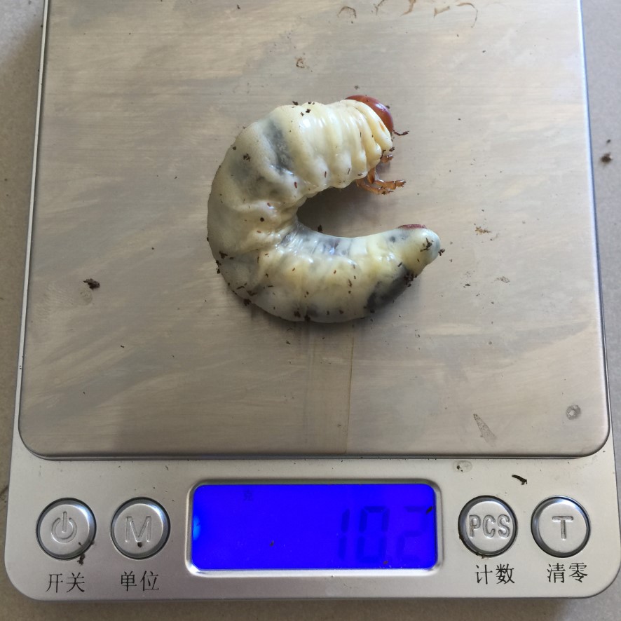 «ö¦¹¦b·sµøµ¡ÂsÄý¹Ï¤ù