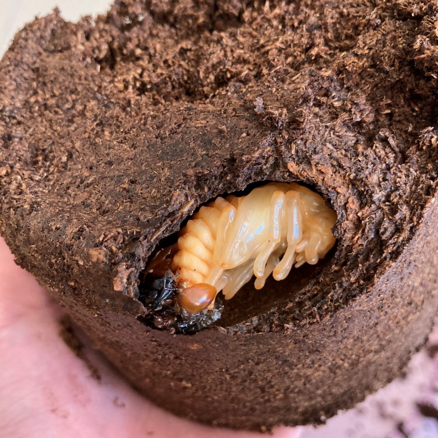 «ö¦¹¦b·sµøµ¡ÂsÄý¹Ï¤ù