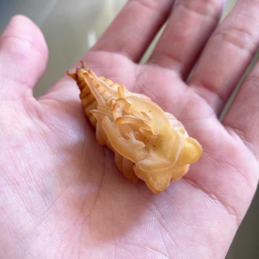 «ö¦¹¦b·sµøµ¡ÂsÄý¹Ï¤ù