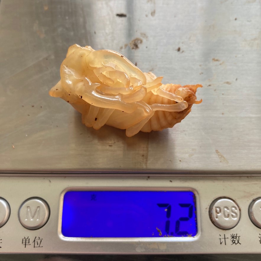 «ö¦¹¦b·sµøµ¡ÂsÄý¹Ï¤ù