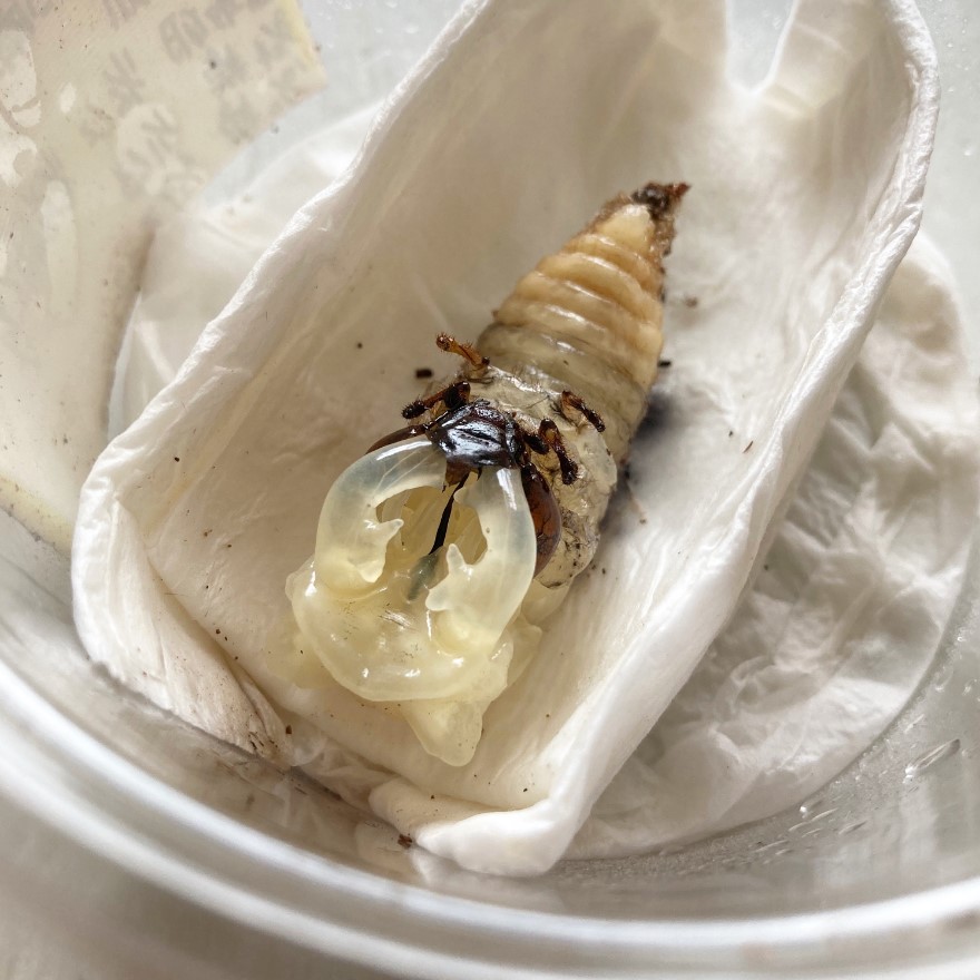 «ö¦¹¦b·sµøµ¡ÂsÄý¹Ï¤ù