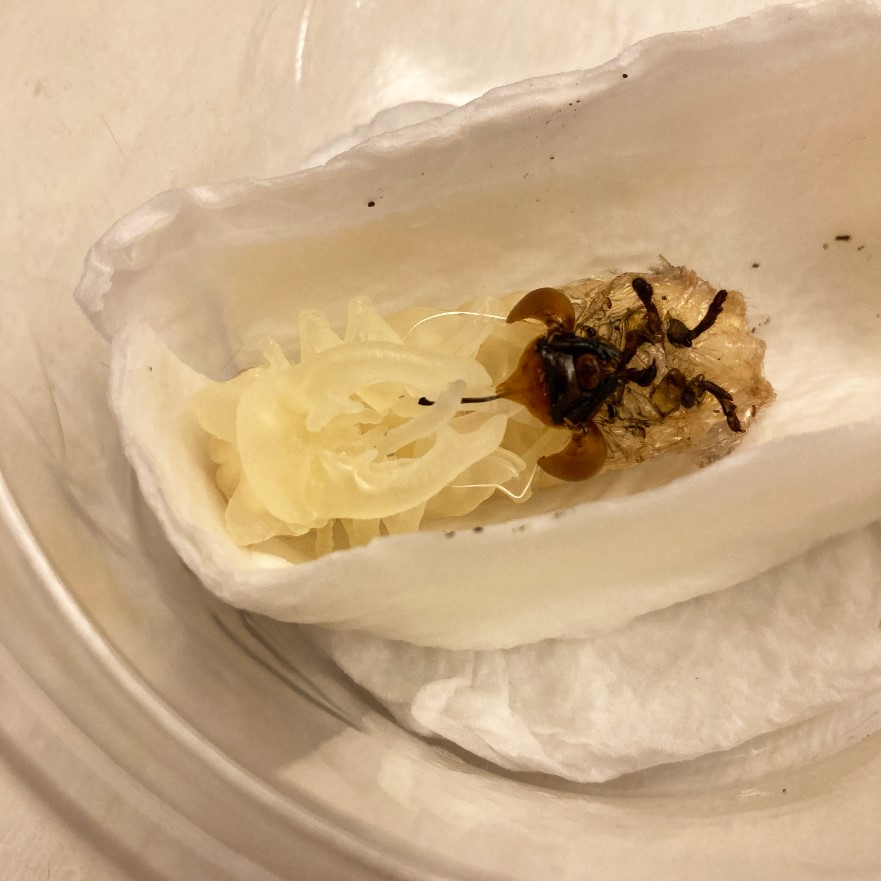 «ö¦¹¦b·sµøµ¡ÂsÄý¹Ï¤ù