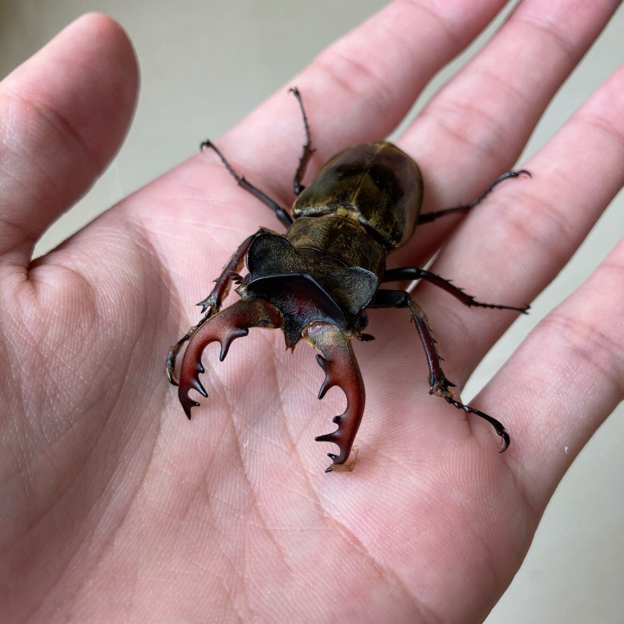 «ö¦¹¦b·sµøµ¡ÂsÄý¹Ï¤ù