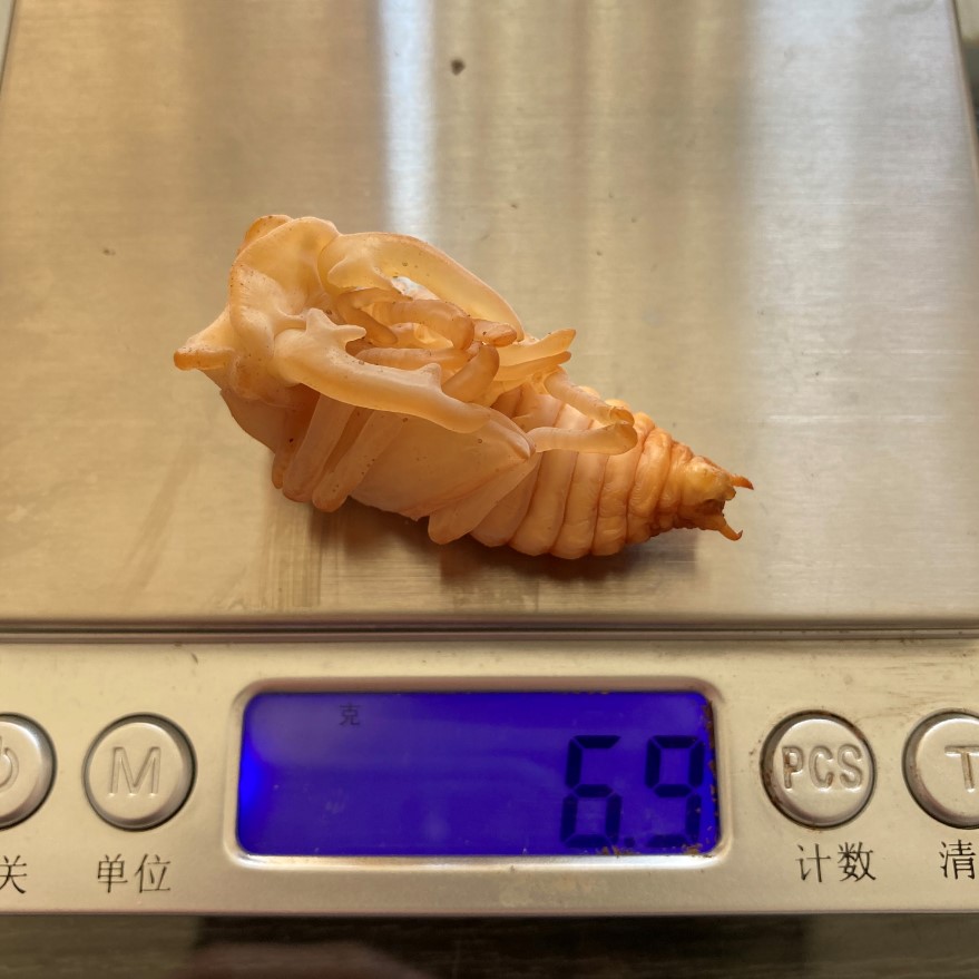 «ö¦¹¦b·sµøµ¡ÂsÄý¹Ï¤ù