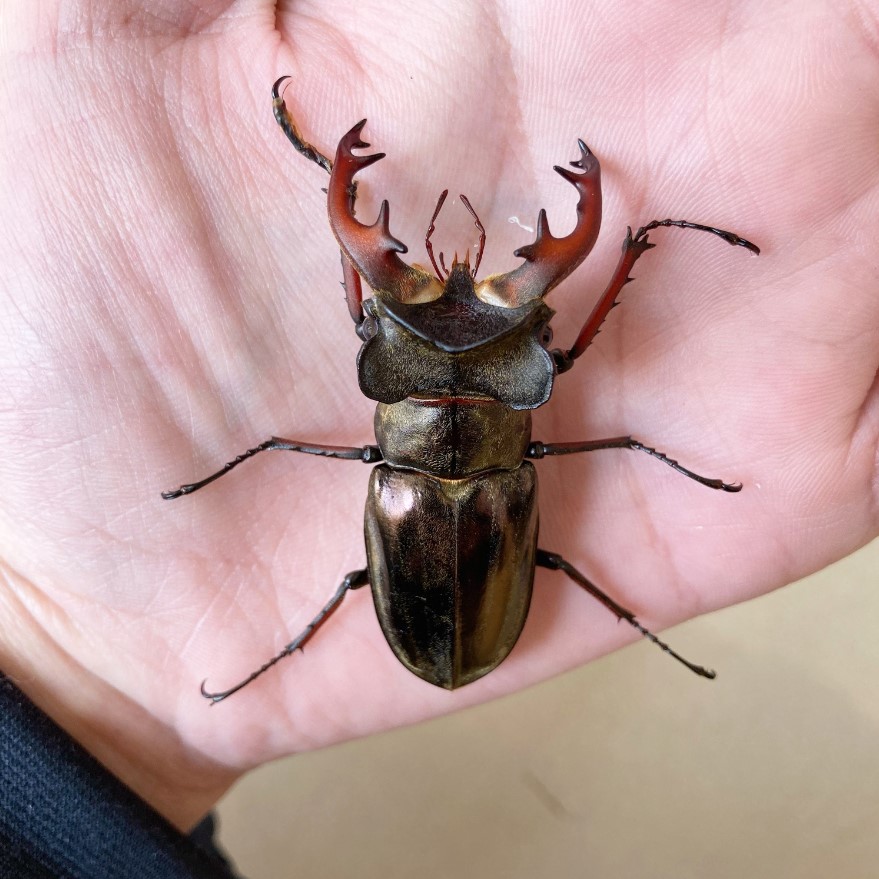 «ö¦¹¦b·sµøµ¡ÂsÄý¹Ï¤ù