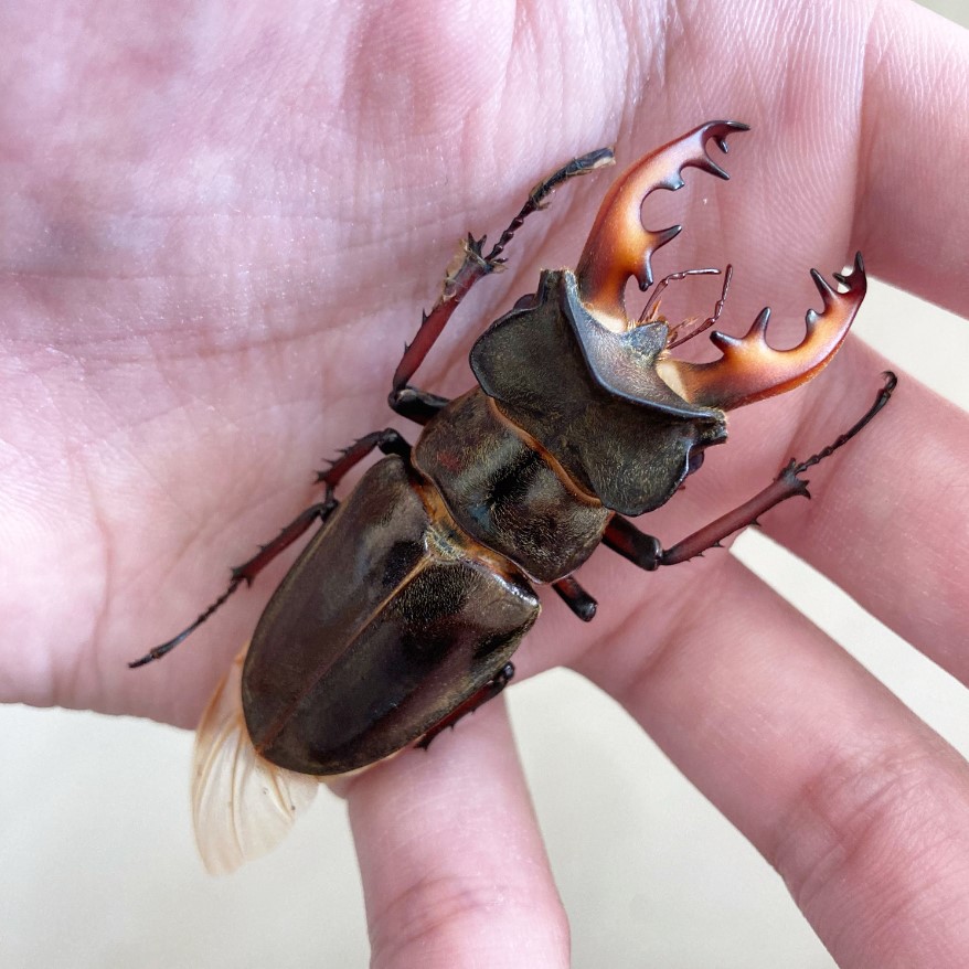 «ö¦¹¦b·sµøµ¡ÂsÄý¹Ï¤ù