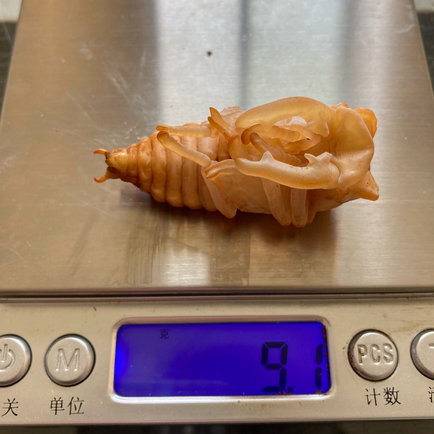 «ö¦¹¦b·sµøµ¡ÂsÄý¹Ï¤ù