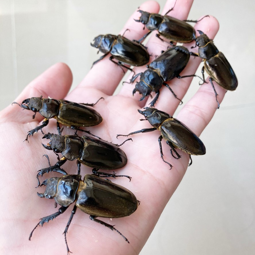 «ö¦¹¦b·sµøµ¡ÂsÄý¹Ï¤ù