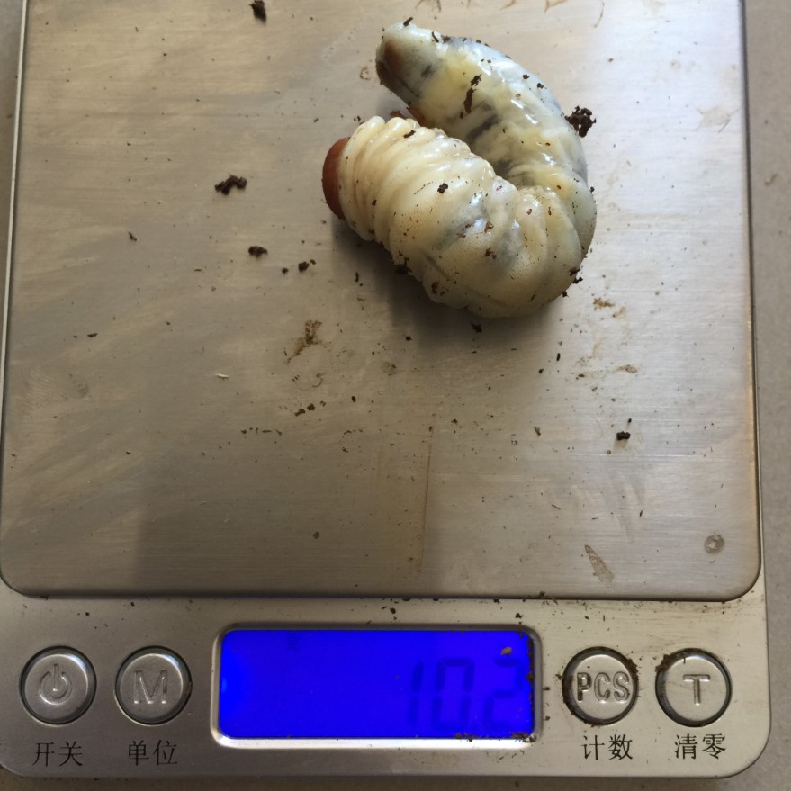 «ö¦¹¦b·sµøµ¡ÂsÄý¹Ï¤ù