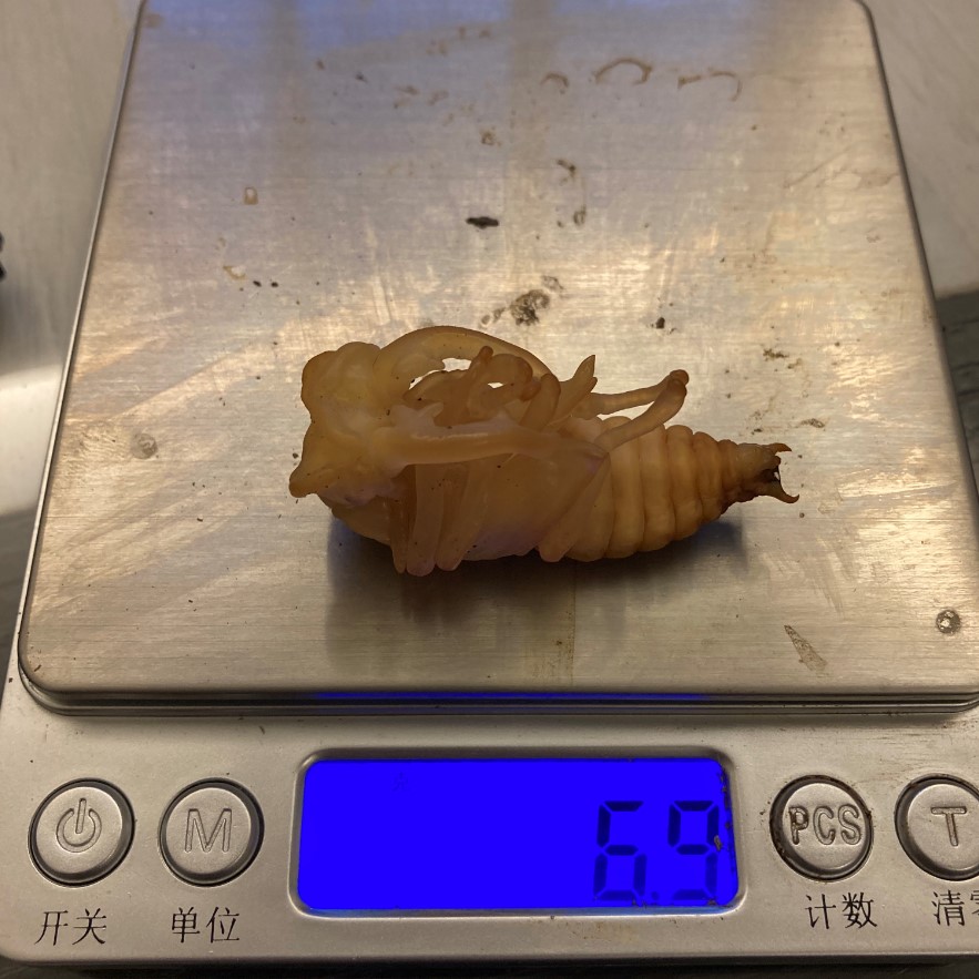 «ö¦¹¦b·sµøµ¡ÂsÄý¹Ï¤ù