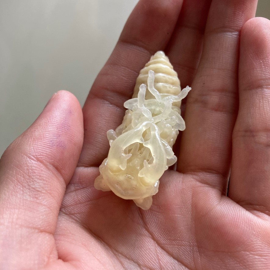 «ö¦¹¦b·sµøµ¡ÂsÄý¹Ï¤ù