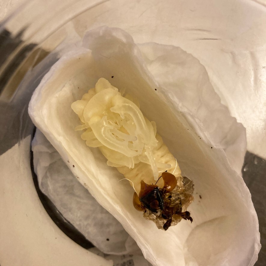 «ö¦¹¦b·sµøµ¡ÂsÄý¹Ï¤ù