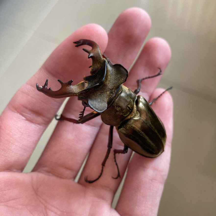 «ö¦¹¦b·sµøµ¡ÂsÄý¹Ï¤ù