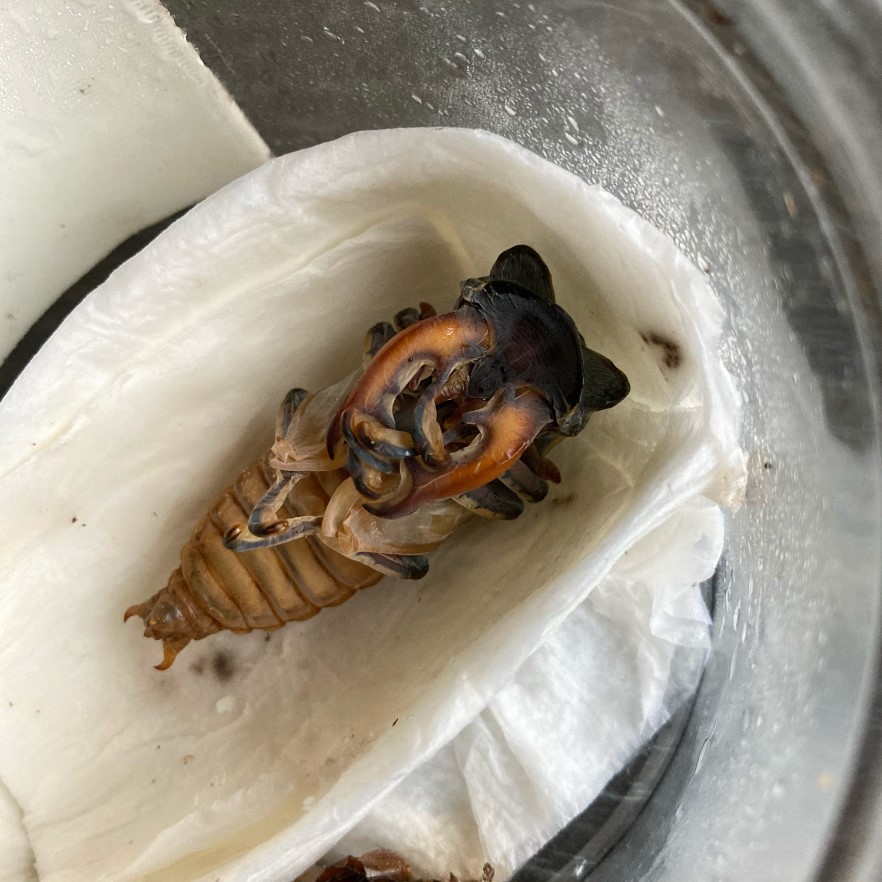 «ö¦¹¦b·sµøµ¡ÂsÄý¹Ï¤ù