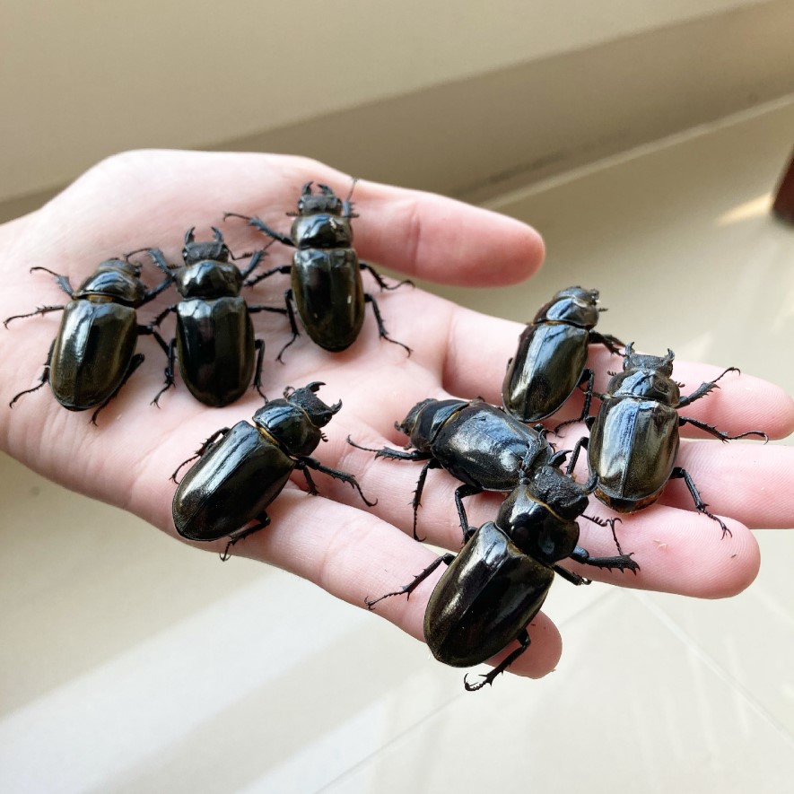 «ö¦¹¦b·sµøµ¡ÂsÄý¹Ï¤ù