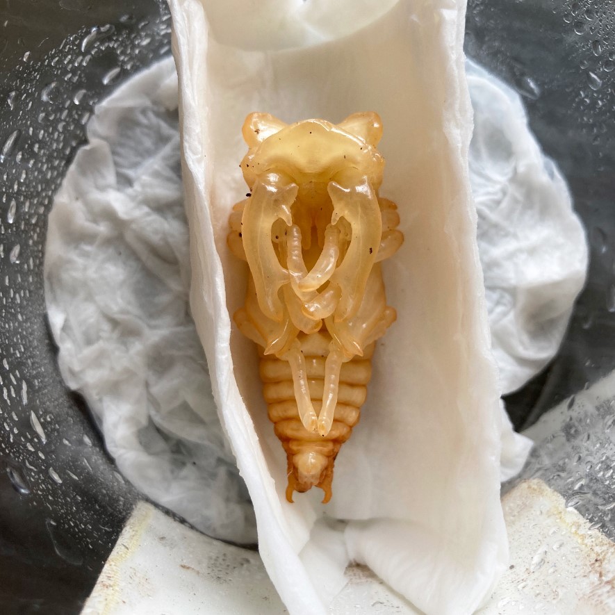 «ö¦¹¦b·sµøµ¡ÂsÄý¹Ï¤ù