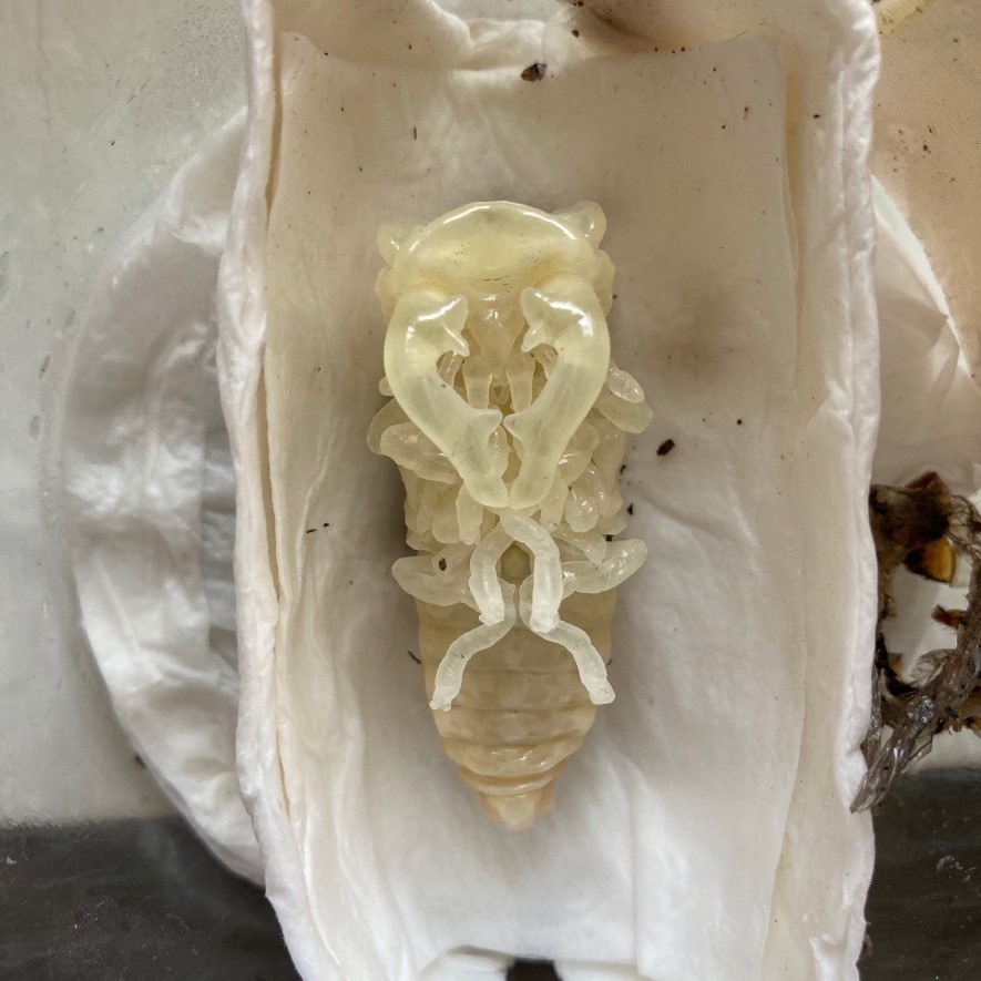 «ö¦¹¦b·sµøµ¡ÂsÄý¹Ï¤ù