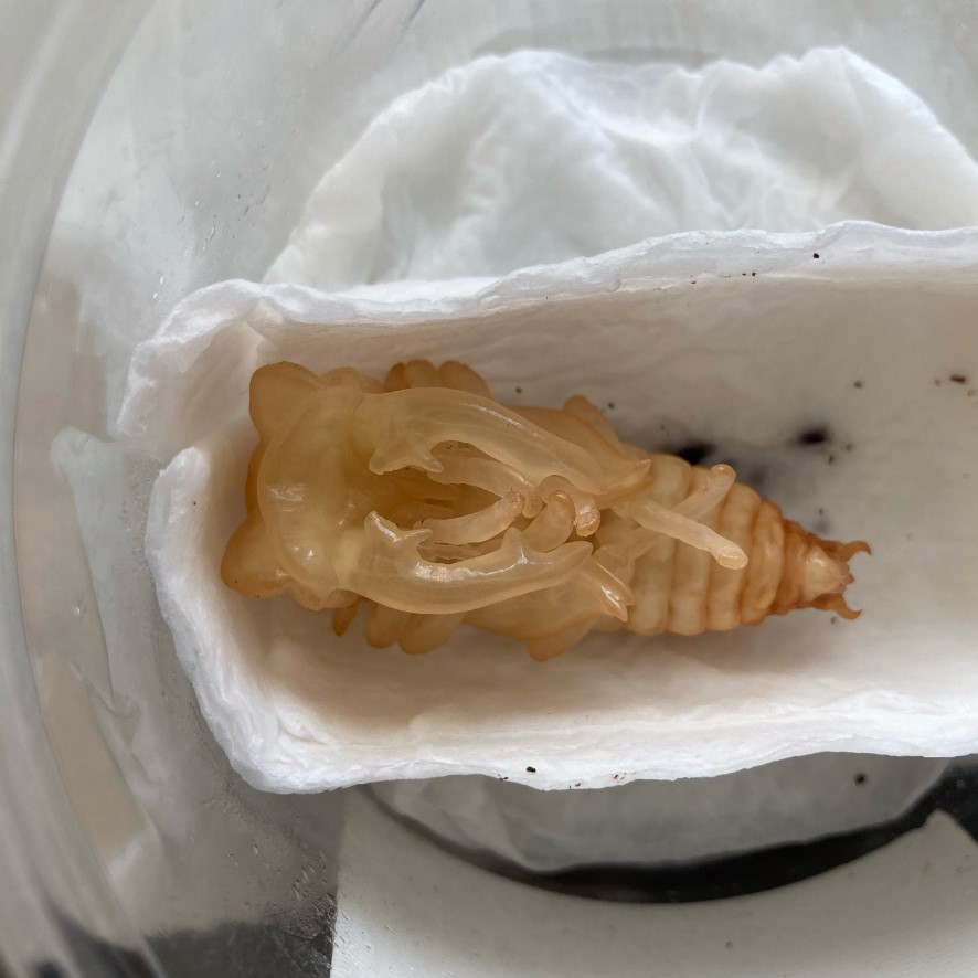 «ö¦¹¦b·sµøµ¡ÂsÄý¹Ï¤ù