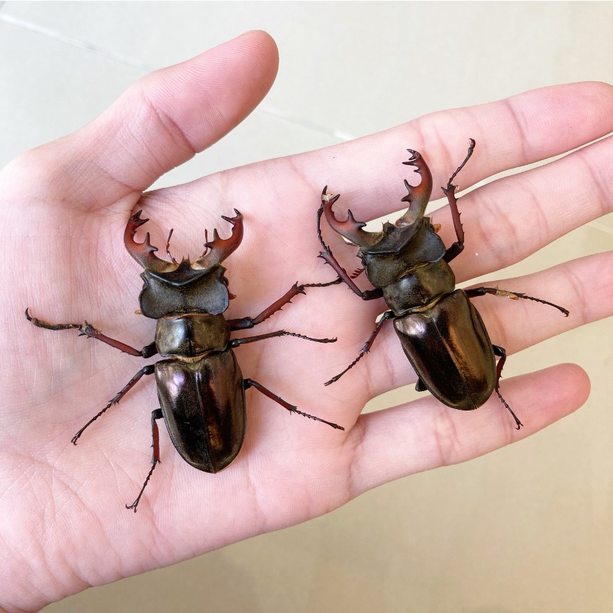 «ö¦¹¦b·sµøµ¡ÂsÄý¹Ï¤ù