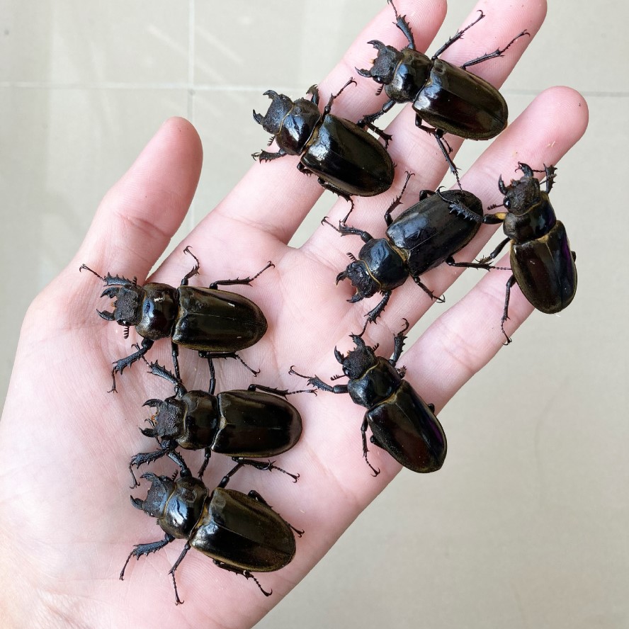 «ö¦¹¦b·sµøµ¡ÂsÄý¹Ï¤ù