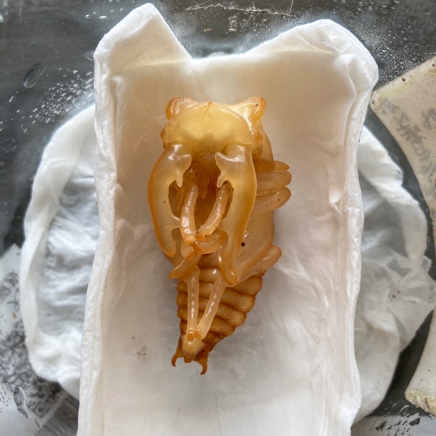 «ö¦¹¦b·sµøµ¡ÂsÄý¹Ï¤ù