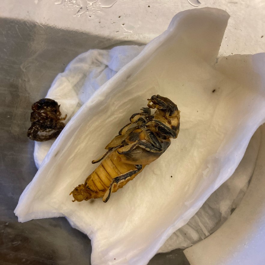 «ö¦¹¦b·sµøµ¡ÂsÄý¹Ï¤ù