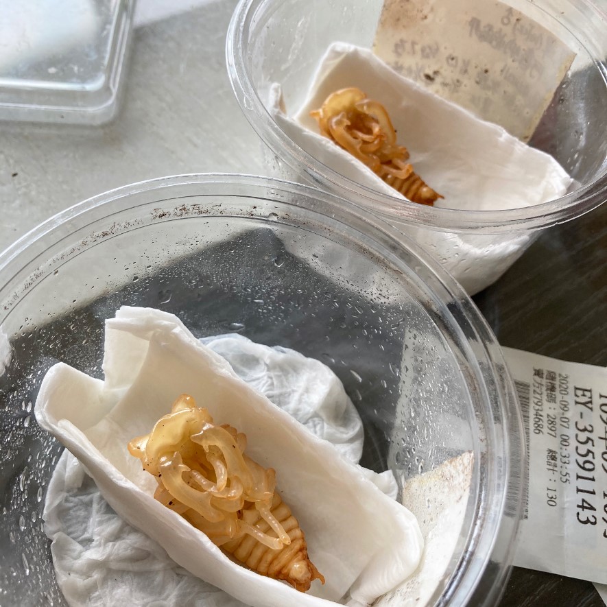 «ö¦¹¦b·sµøµ¡ÂsÄý¹Ï¤ù