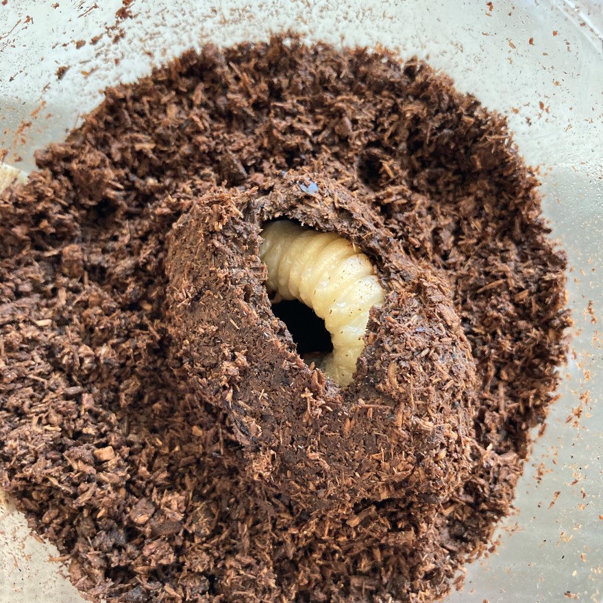 «ö¦¹¦b·sµøµ¡ÂsÄý¹Ï¤ù