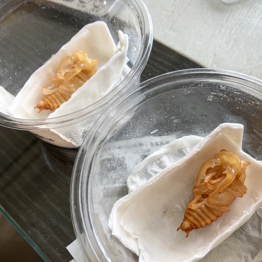 «ö¦¹¦b·sµøµ¡ÂsÄý¹Ï¤ù