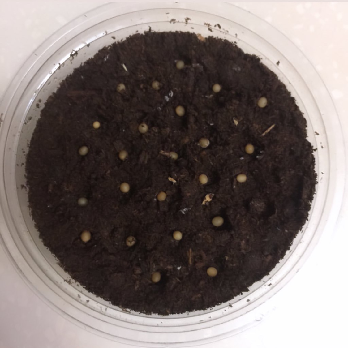 «ö¦¹¦b·sµøµ¡ÂsÄý¹Ï¤ù