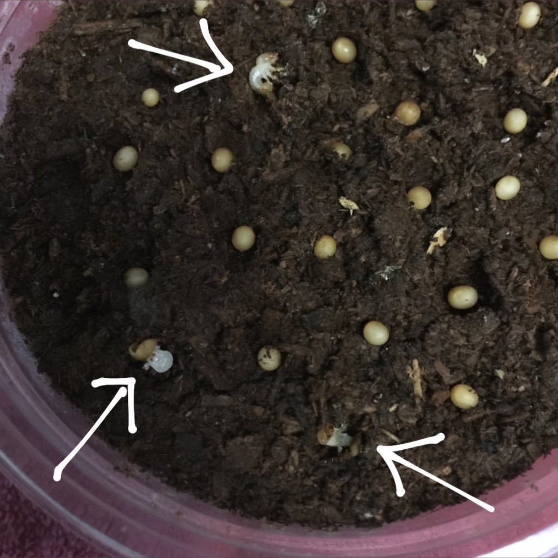 «ö¦¹¦b·sµøµ¡ÂsÄý¹Ï¤ù