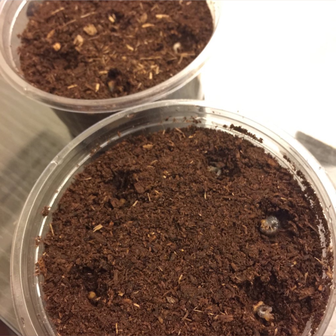 «ö¦¹¦b·sµøµ¡ÂsÄý¹Ï¤ù