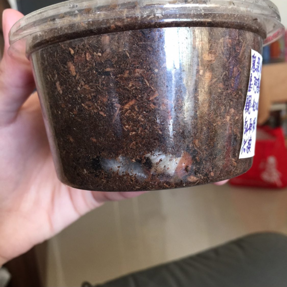 «ö¦¹¦b·sµøµ¡ÂsÄý¹Ï¤ù