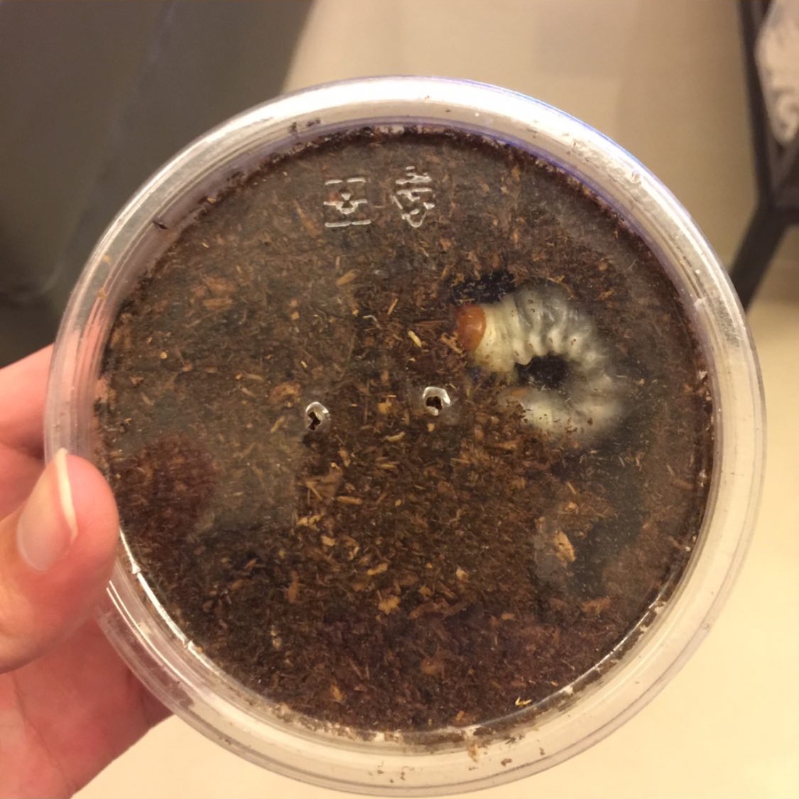 «ö¦¹¦b·sµøµ¡ÂsÄý¹Ï¤ù