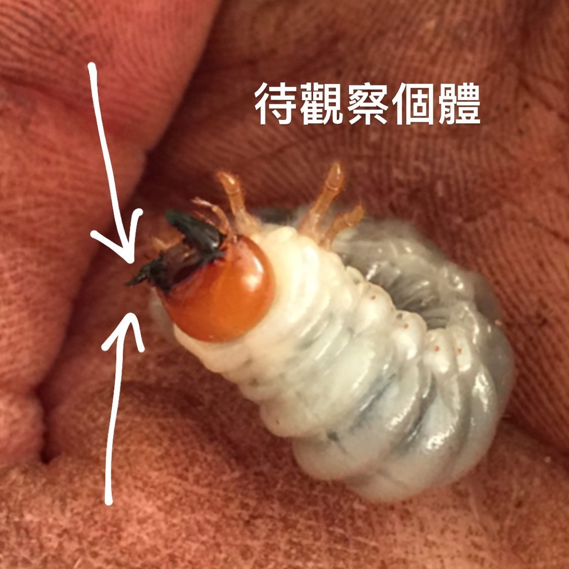 «ö¦¹¦b·sµøµ¡ÂsÄý¹Ï¤ù