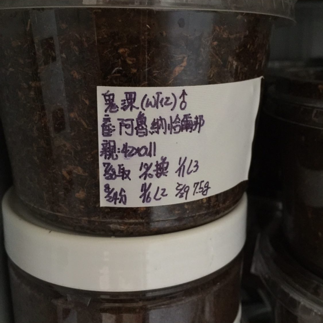 «ö¦¹¦b·sµøµ¡ÂsÄý¹Ï¤ù