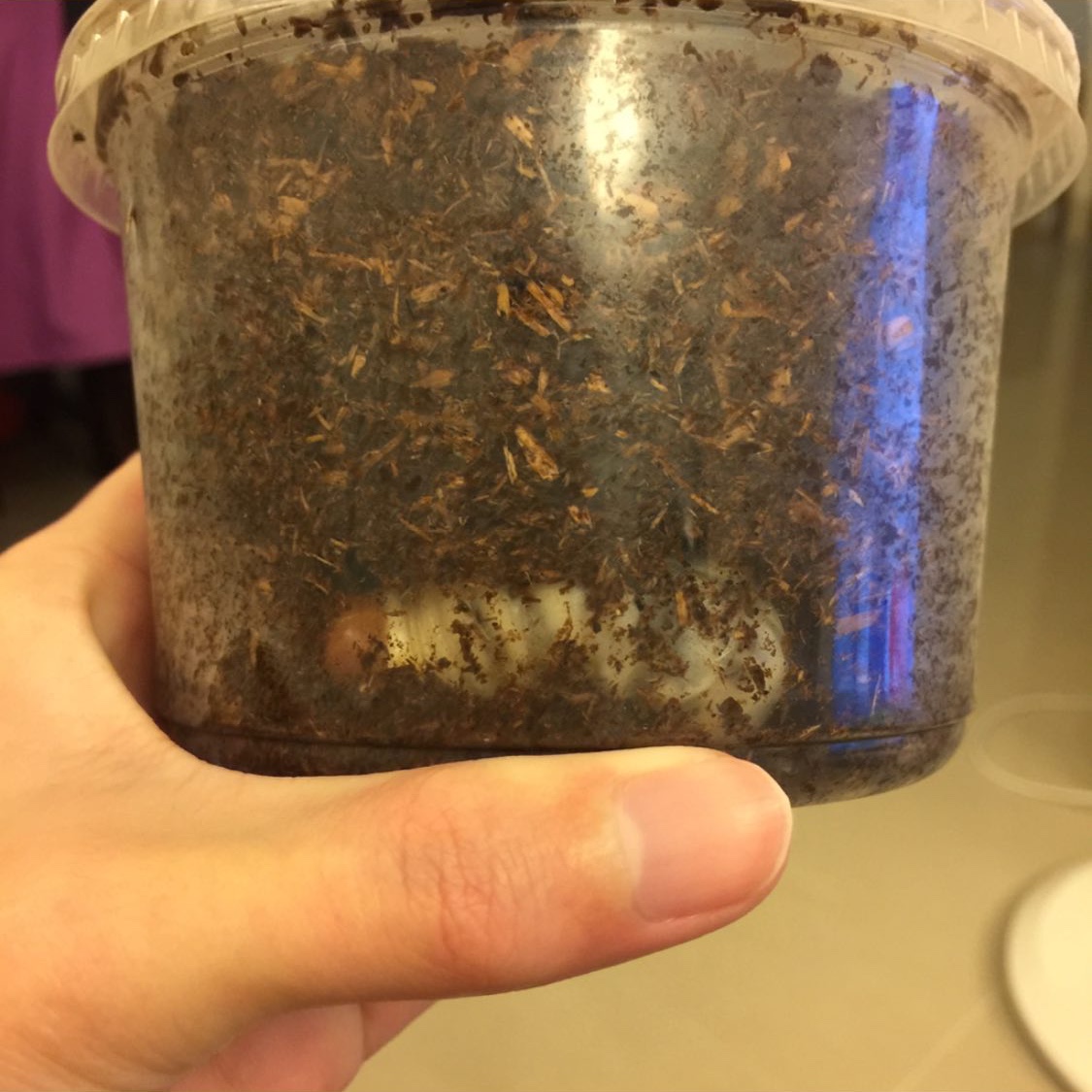 «ö¦¹¦b·sµøµ¡ÂsÄý¹Ï¤ù