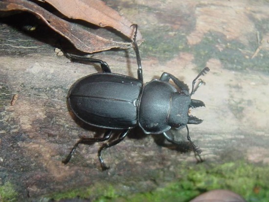 «ö¦¹¦b·sµøµ¡ÂsÄý¹Ï¤ù