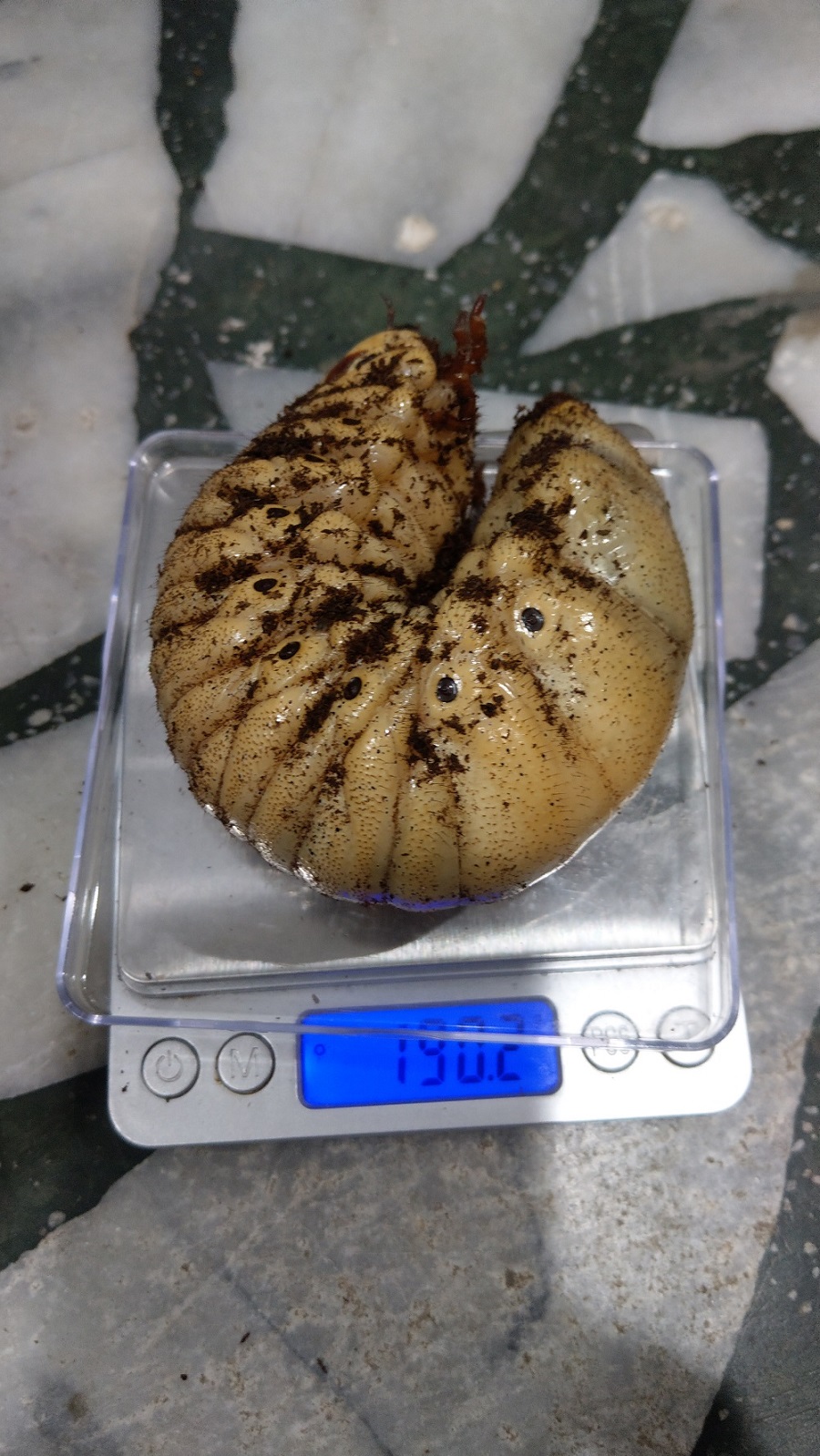 «ö¦¹¦b·sµøµ¡ÂsÄý¹Ï¤ù