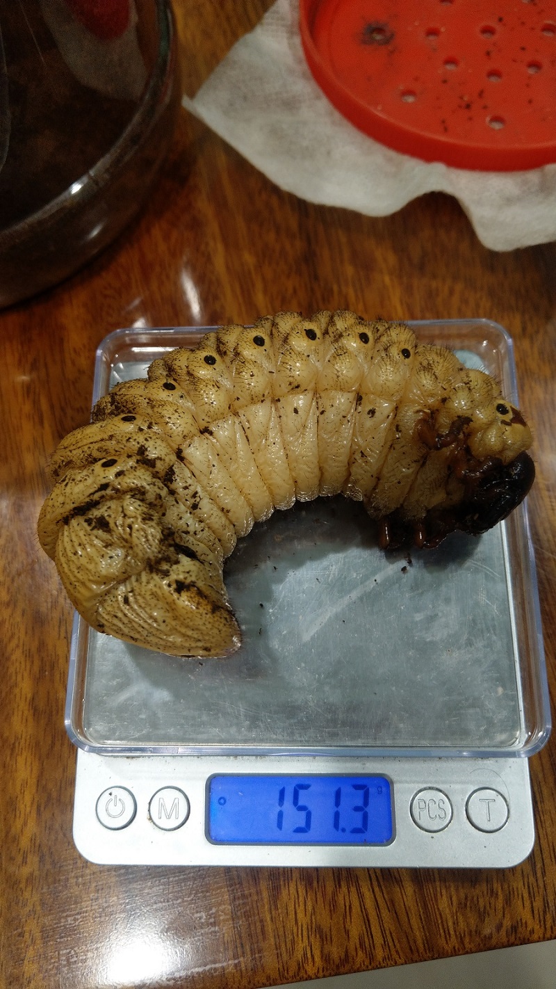 «ö¦¹¦b·sµøµ¡ÂsÄý¹Ï¤ù