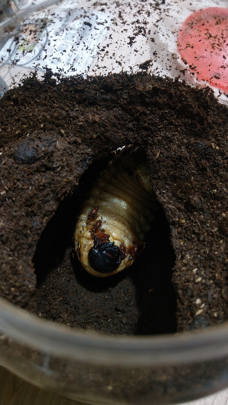 «ö¦¹¦b·sµøµ¡ÂsÄý¹Ï¤ù